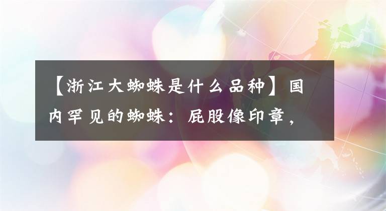 【浙江大蜘蛛是什么品種】國內罕見的蜘蛛：屁股像印章，部分網民稱之為“蜘蛛院長”