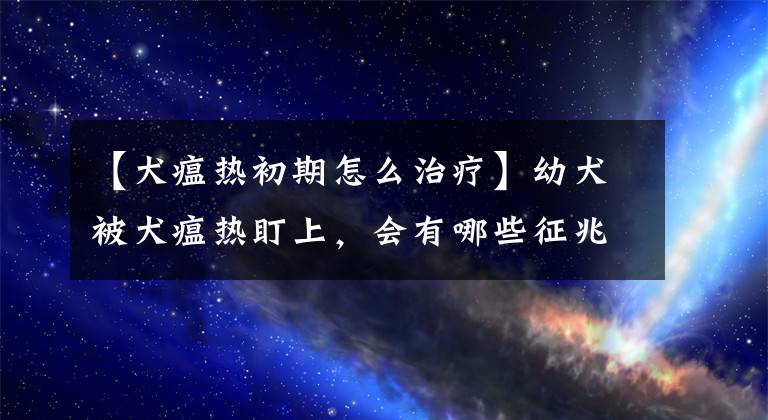 【犬瘟熱初期怎么治療】幼犬被犬瘟熱盯上，會有哪些征兆，主人可以如何預(yù)防呢