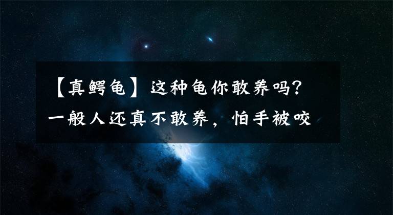 【真鱷龜】這種龜你敢養(yǎng)嗎？一般人還真不敢養(yǎng)，怕手被咬掉