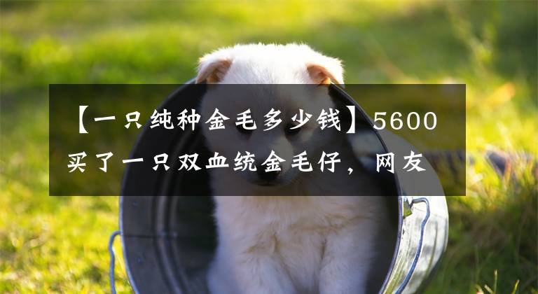 【一只純種金毛多少錢】5600買了一只雙血統(tǒng)金毛仔，網(wǎng)友：寵主你瘋了？