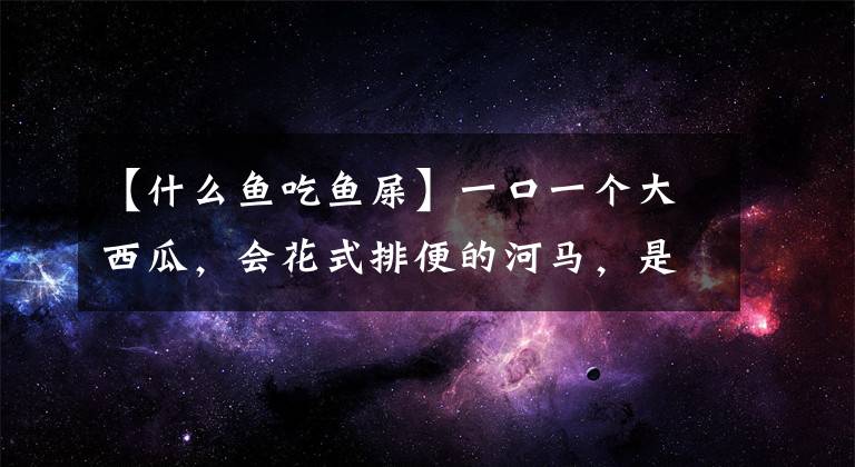 【什么魚吃魚屎】一口一個(gè)大西瓜，會(huì)花式排便的河馬，是食肉動(dòng)物還是食草動(dòng)物？