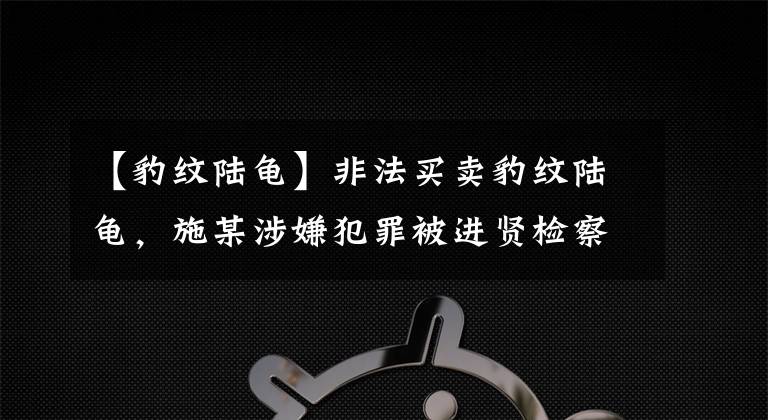 【豹紋陸龜】非法買賣豹紋陸龜，施某涉嫌犯罪被進賢檢察批準逮捕