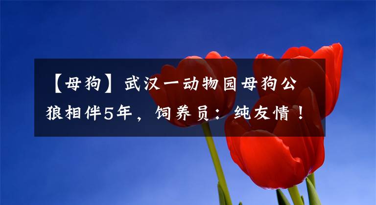 【母狗】武漢一動物園母狗公狼相伴5年，飼養(yǎng)員：純友情！它們能交配嗎？