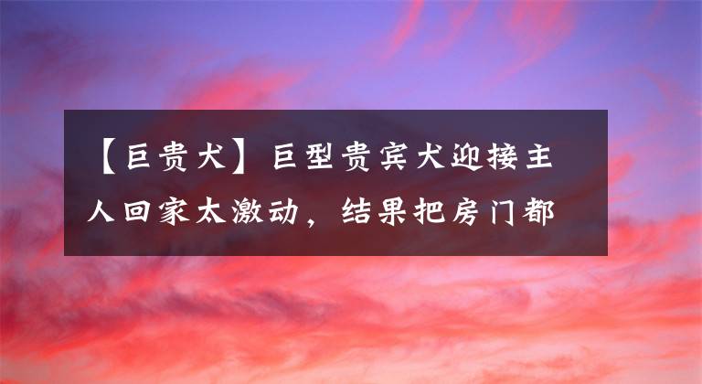 【巨貴犬】巨型貴賓犬迎接主人回家太激動，結果把房門都撞得整個掉下來