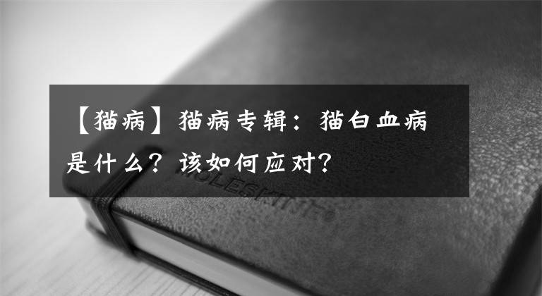 【貓病】貓病專(zhuān)輯：貓白血病是什么？該如何應(yīng)對(duì)？