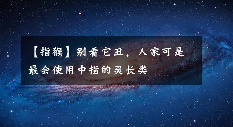 【指猴】別看它丑，人家可是最會使用中指的靈長類