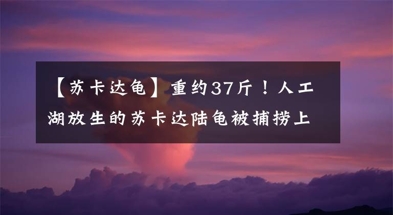 【蘇卡達(dá)龜】重約37斤！人工湖放生的蘇卡達(dá)陸龜被捕撈上岸，龜殼開裂，有血跡