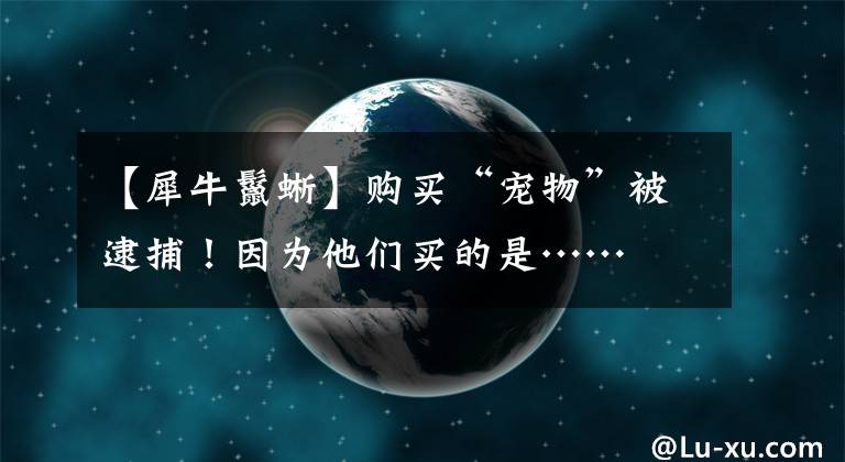 【犀牛鬣蜥】購(gòu)買“寵物”被逮捕！因?yàn)樗麄冑I的是……