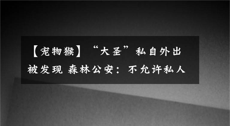 【寵物猴】“大圣”私自外出被發(fā)現(xiàn) 森林公安：不允許私人飼養(yǎng)