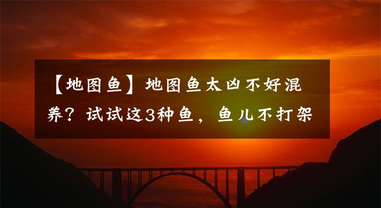 【地圖魚】地圖魚太兇不好混養(yǎng)？試試這3種魚，魚兒不打架，魚缸更漂亮