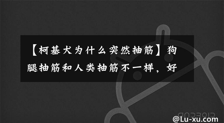 【柯基犬為什么突然抽筋】狗腿抽筋和人類抽筋不一樣，好好學(xué)吧。