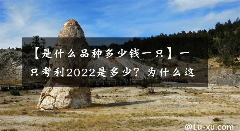 【是什么品種多少錢一只】一只考利2022是多少？為什么這么貴？上汽和普通鴨子的區(qū)別