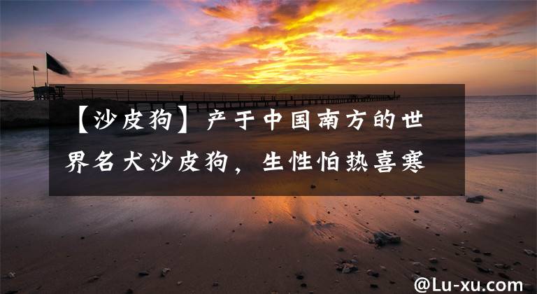 【沙皮狗】產(chǎn)于中國南方的世界名犬沙皮狗，生性怕熱喜寒，難道廣東古代很冷