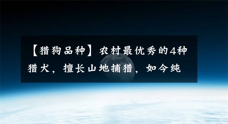 【獵狗品種】農(nóng)村最優(yōu)秀的4種獵犬，擅長山地捕獵，如今純種的十分珍貴