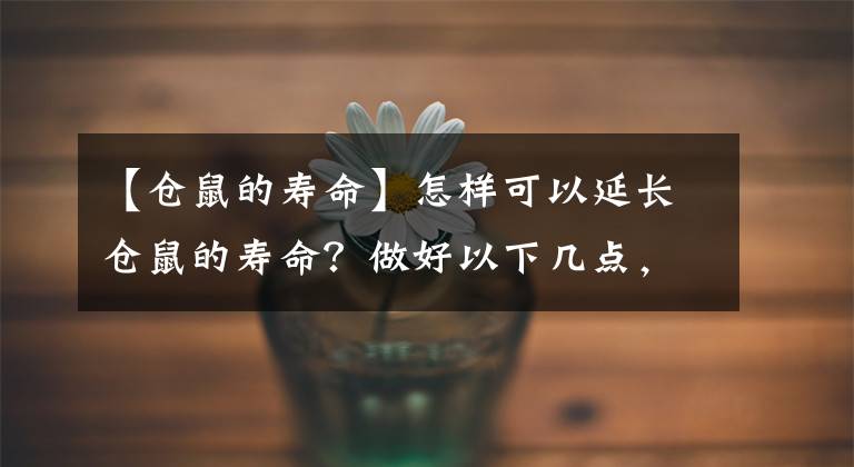 【倉鼠的壽命】怎樣可以延長(zhǎng)倉鼠的壽命？做好以下幾點(diǎn)，鼠鼠會(huì)更健康