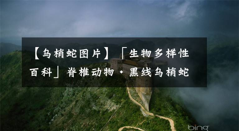 【烏梢蛇圖片】「生物多樣性百科」脊椎動物?黑線烏梢蛇：呆萌的另一面，是腹黑的絞殺王