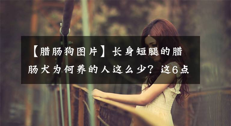 【臘腸狗圖片】長(zhǎng)身短腿的臘腸犬為何養(yǎng)的人這么少？這6點(diǎn)也許是原因