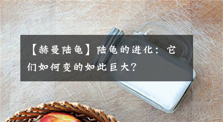 【赫曼陸龜】陸龜?shù)倪M(jìn)化：它們?nèi)绾巫兊娜绱司薮螅?></a></div> <div   id=