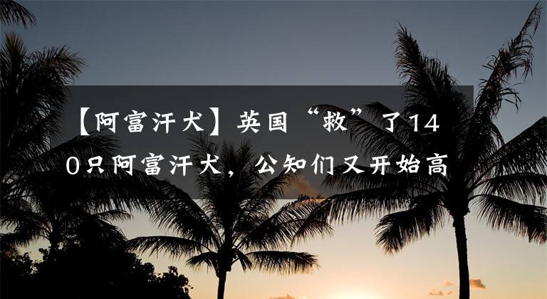 【阿富汗犬】英國“救”了140只阿富汗犬，公知們又開始高潮了