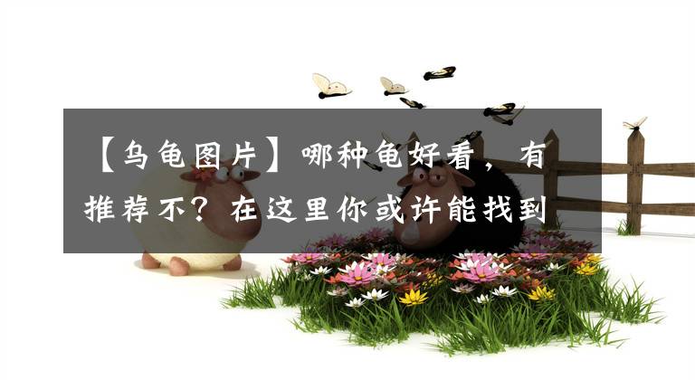 【烏龜圖片】哪種龜好看，有推薦不？在這里你或許能找到答案