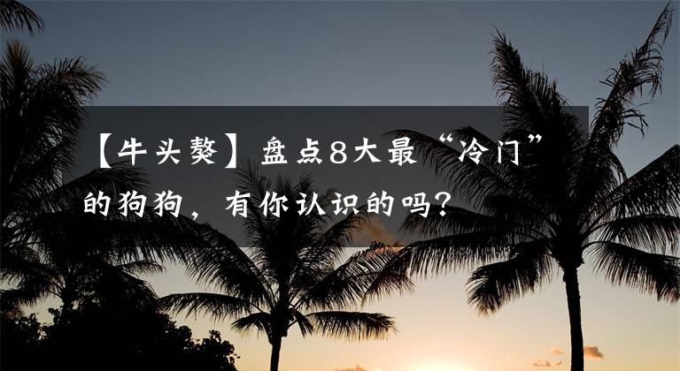 【牛頭獒】盤點8大最“冷門”的狗狗，有你認識的嗎？