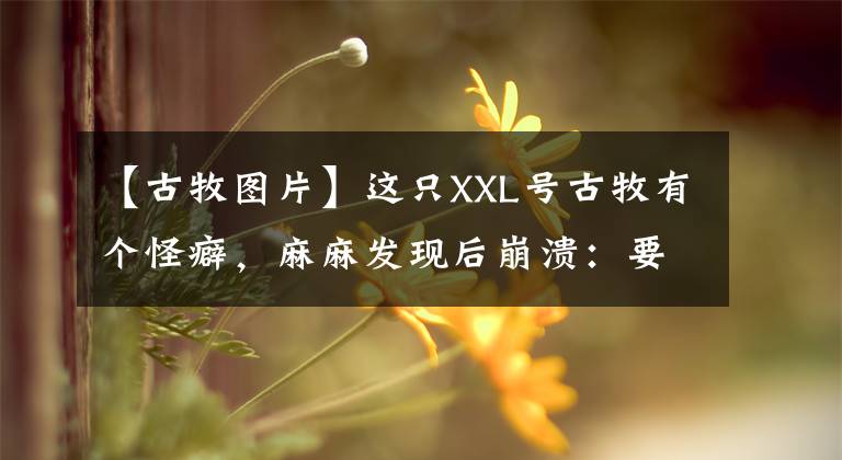 【古牧圖片】這只XXL號古牧有個怪癖，麻麻發(fā)現(xiàn)后崩潰：要破產(chǎn)啦