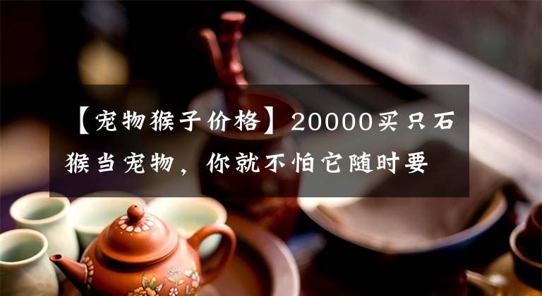 【寵物猴子價格】20000買只石猴當(dāng)寵物，你就不怕它隨時要了你的命嗎