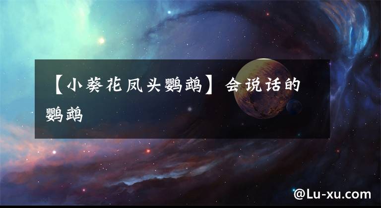 【小葵花鳳頭鸚鵡】會說話的鸚鵡