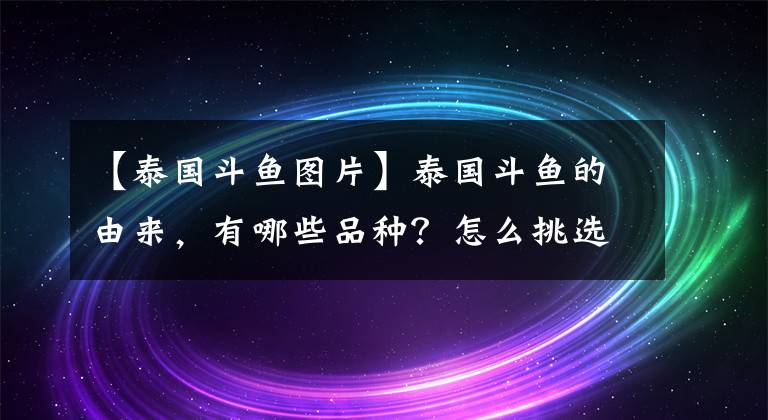 【泰國(guó)斗魚圖片】泰國(guó)斗魚的由來(lái)，有哪些品種？怎么挑選并且飼養(yǎng)好它