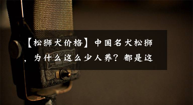 【松獅犬價(jià)格】中國名犬松獅，為什么這么少人養(yǎng)？都是這6大缺點(diǎn)惹的禍