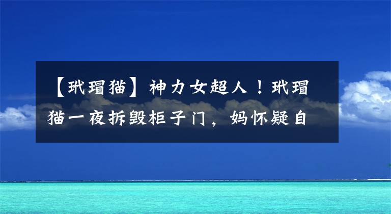 【玳瑁貓】神力女超人！玳瑁貓一夜拆毀柜子門，媽懷疑自己到底養(yǎng)了什么