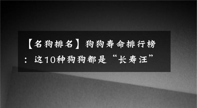 【名狗排名】狗狗壽命排行榜：這10種狗狗都是“長壽汪”，你家狗子排第幾？