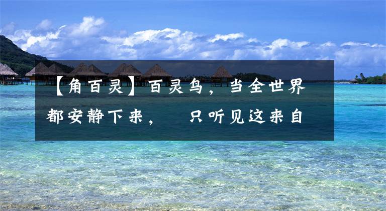 【角百靈】百靈鳥(niǎo)，當(dāng)全世界都安靜下來(lái)，?只聽(tīng)見(jiàn)這來(lái)自天堂的聲音