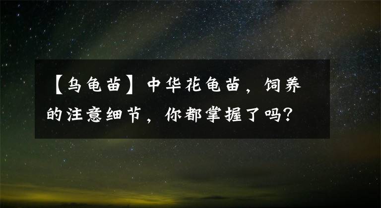 【烏龜苗】中華花龜苗，飼養(yǎng)的注意細(xì)節(jié)，你都掌握了嗎？