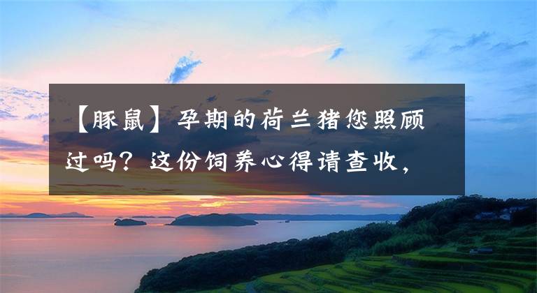 【豚鼠】孕期的荷蘭豬您照顧過嗎？這份飼養(yǎng)心得請查收，很贊