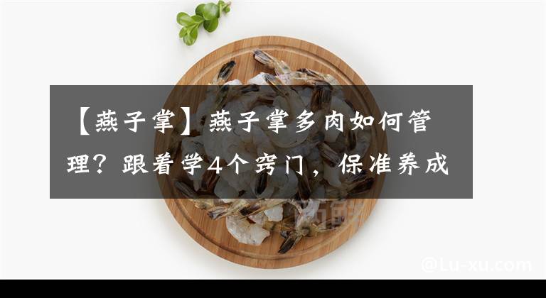 【燕子掌】燕子掌多肉如何管理？跟著學(xué)4個(gè)竅門，保準(zhǔn)養(yǎng)成"高價(jià)"老樁