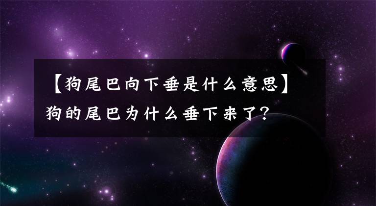 【狗尾巴向下垂是什么意思】狗的尾巴為什么垂下來(lái)了？