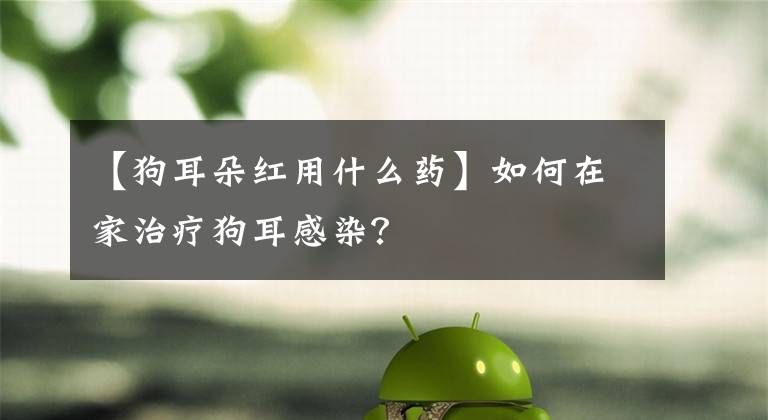 【狗耳朵紅用什么藥】如何在家治療狗耳感染？