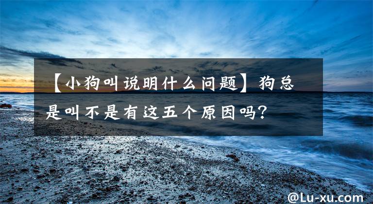 【小狗叫說(shuō)明什么問(wèn)題】狗總是叫不是有這五個(gè)原因嗎？