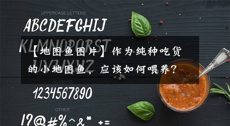 【地圖魚(yú)圖片】作為純種吃貨的小地圖魚(yú)，應(yīng)該如何喂養(yǎng)？