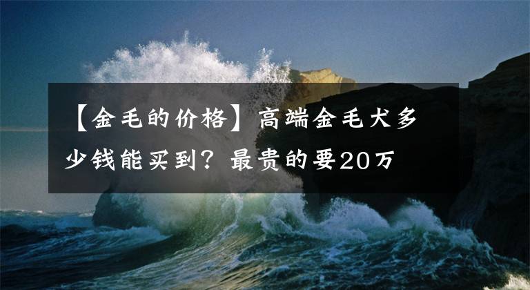 【金毛的價格】高端金毛犬多少錢能買到？最貴的要20萬