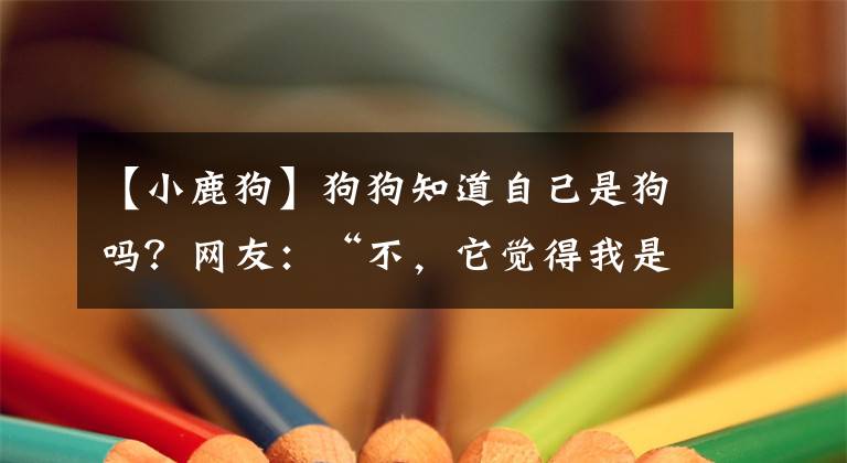 【小鹿狗】狗狗知道自己是狗嗎？網(wǎng)友：“不，它覺(jué)得我是它養(yǎng)的狗！”