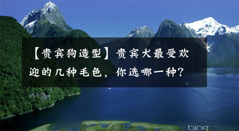 【貴賓狗造型】貴賓犬最受歡迎的幾種毛色，你選哪一種？