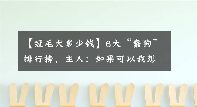 【冠毛犬多少錢】6大“蠢狗”排行榜，主人：如果可以我想重選