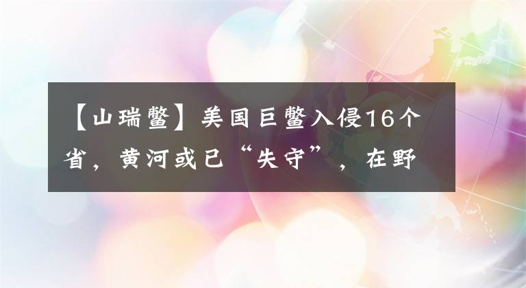 【山瑞鱉】美國(guó)巨鱉入侵16個(gè)省，黃河或已“失守”，在野外能抓住它嗎？