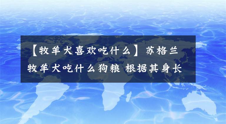 【牧羊犬喜歡吃什么】蘇格蘭牧羊犬吃什么狗糧 根據(jù)其身長情況