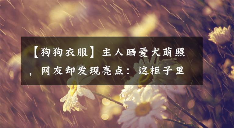 【狗狗衣服】主人曬愛(ài)犬萌照，網(wǎng)友卻發(fā)現(xiàn)亮點(diǎn)：這柜子里的衣服都是狗的？