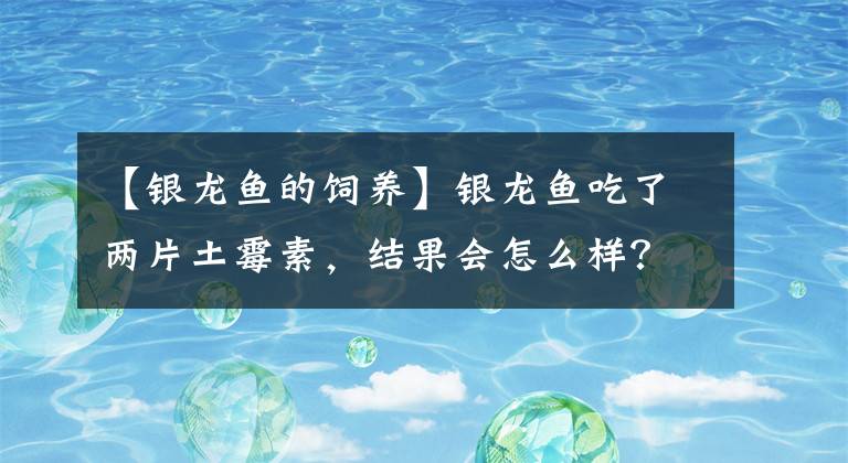 【銀龍魚的飼養(yǎng)】銀龍魚吃了兩片土霉素，結(jié)果會怎么樣？