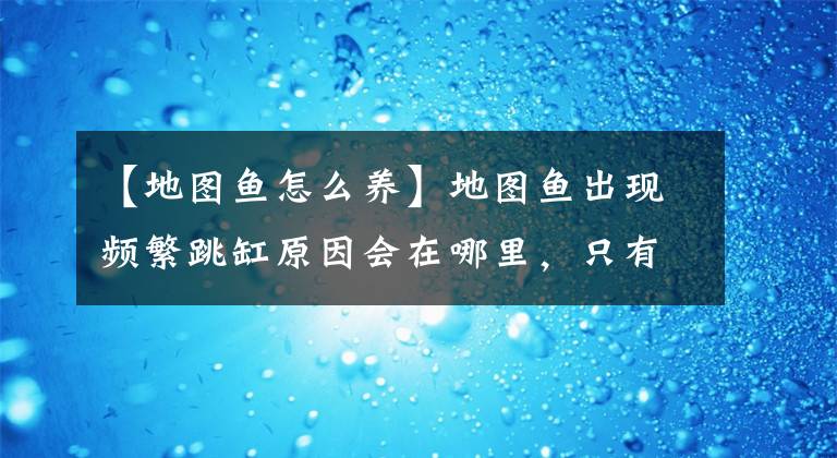 【地圖魚怎么養(yǎng)】地圖魚出現(xiàn)頻繁跳缸原因會在哪里，只有以下這幾種情況！