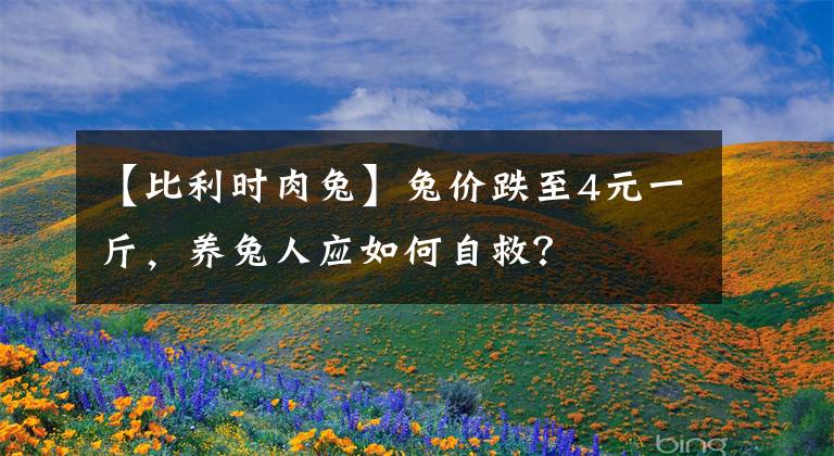 【比利時肉兔】兔價跌至4元一斤，養(yǎng)兔人應如何自救？